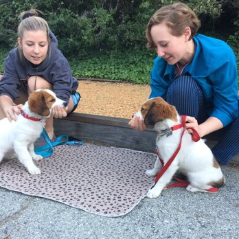 Dog Days - Puppy Joy and family bond during Dog Days Star Puppy Class training and socialization for young dogs. - Pet Training Near Me
