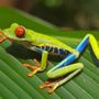 Photo of Absolute Frog Transportation