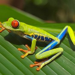 Absolute Frog Transportation - Jump on board don't get left behind