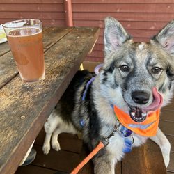 Blasty Bough Brewing - On the patio, dog friendly and approved by Ripley!
