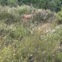 Photo of Rosemont Preserve