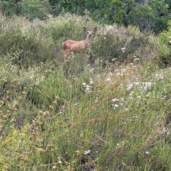 Rosemont Preserve
