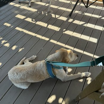 AJ's Dockside Bar And Grill - Dog friendly! - Bars Near Me - Clearwater, Florida