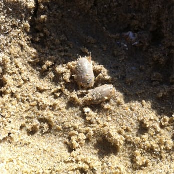 Crescent Bay Point Park - sand crabs. free entertainment for the kiddies! - Parks Near Me - Laguna Beach, California
