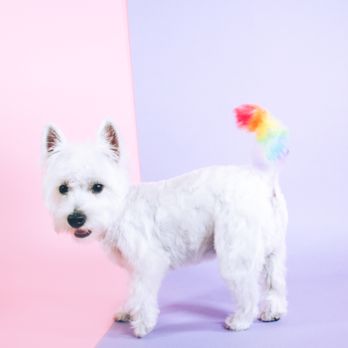 Cloudberry Pet Salon - winslow with her rainbow tail - Pet Groomers Near Me - Seattle, Washington Cloudberry Pet Salon - winslow with her rainbow tail - Pet Groomers Near Me - Seattle, Washington