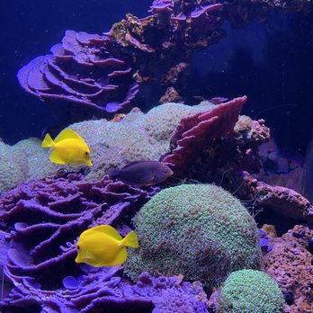 Seattle Aquarium - Aquariums Near Me - Seattle, Washington