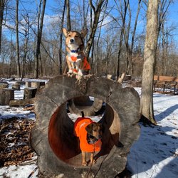 Waterloo Recreation Area - My dog & our furiend at Waterloo Recreation Area!