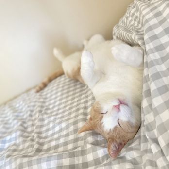Happy Cat Grooming - Pet Groomers Near Me - Cypress, California Happy Cat Grooming - Pet Groomers Near Me - Cypress, California