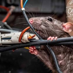 A-1 Pest Management - Time to call  A-1 Pest Management Family (805)460-7566