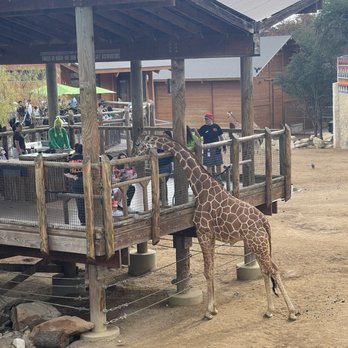 San Antonio Zoo - Giraffe exhibit. You can feed the giraffe for a few extra dollars. - Zoos Near Me - San Antonio, Texas