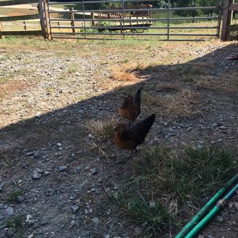 Divine Llama Vineyard - Wineries Near Me - East Bend, North Carolina