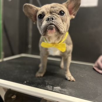 Doggy Cat Boutique - Milo :) - Pet Stores Near Me - Lomita, California Doggy Cat Boutique - Milo :) - Pet Stores Near Me - Lomita, California