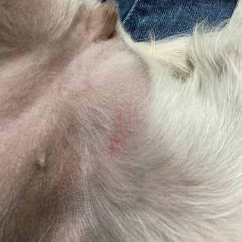 PetSmart - The snip next to her vagina from the shavers - Pet Groomers Near Me - Palmdale, California PetSmart - The snip next to her vagina from the shavers - Pet Groomers Near Me - Palmdale, California