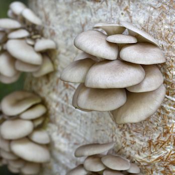 Clean Green Farms - Oyster Mushrooms First Flush grown on wheat straw and coffee ground substrate. - Fruits & Veggies Near Me - Miami, Florida Clean Green Farms - Oyster Mushrooms First Flush grown on wheat straw and coffee ground substrate. - Fruits & Veggies Near Me - Miami, Florida