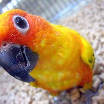 PetSmart - Sun Conure baby @ Petsmart - Pet Stores Near Me - Glendale, Colorado PetSmart - Sun Conure baby @ Petsmart - Pet Stores Near Me - Glendale, Colorado