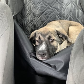 The Royal Pet Resort - He's all pooped out after the daycare lol - Pet Sitting Near Me - Arlington, Texas The Royal Pet Resort - He's all pooped out after the daycare lol - Pet Sitting Near Me - Arlington, Texas