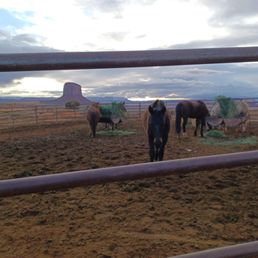 Horses! Horses!