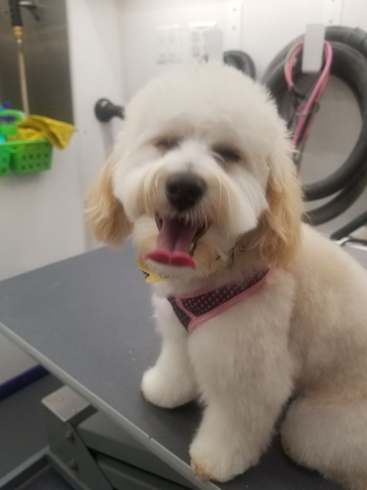 BEST OF BREED MOBILE PET GROOMING Updated July 2024 Ormond Beach