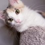 Whiskers & Tails Rescue Foundation