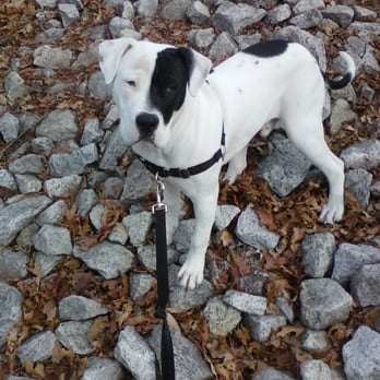 Save A Dog - Loves climbing - Animal Shelters Near Me - Sudbury, Massachusetts Save A Dog - Loves climbing - Animal Shelters Near Me - Sudbury, Massachusetts