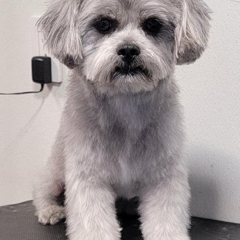 Isa Animal Clinic - Veterinarians Near Me - Miami, Florida Isa Animal Clinic - Veterinarians Near Me - Miami, Florida