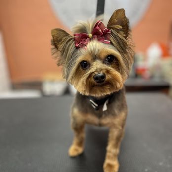 Metro Animals Pet Wash - Pet Groomers Near Me - Fort Worth, Texas Metro Animals Pet Wash - Pet Groomers Near Me - Fort Worth, Texas