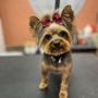 Photo of Metro Animals Pet Wash
