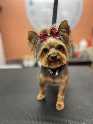 Metro Animals Pet Wash