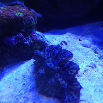 Cuttle Fish And Corals - Aquariums Near Me - Portland, Oregon