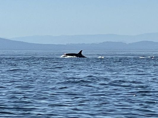 Discovery Sea Kayak Tours by null