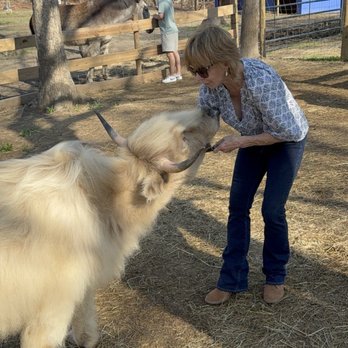 Brandywine Cow Cuddles - Attraction Farms Near Me - Brandywine, Maryland Brandywine Cow Cuddles - Attraction Farms Near Me - Brandywine, Maryland