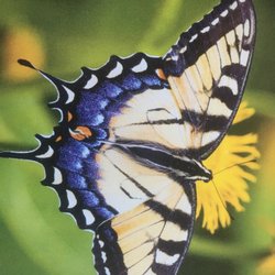 Las Baulines Nursery