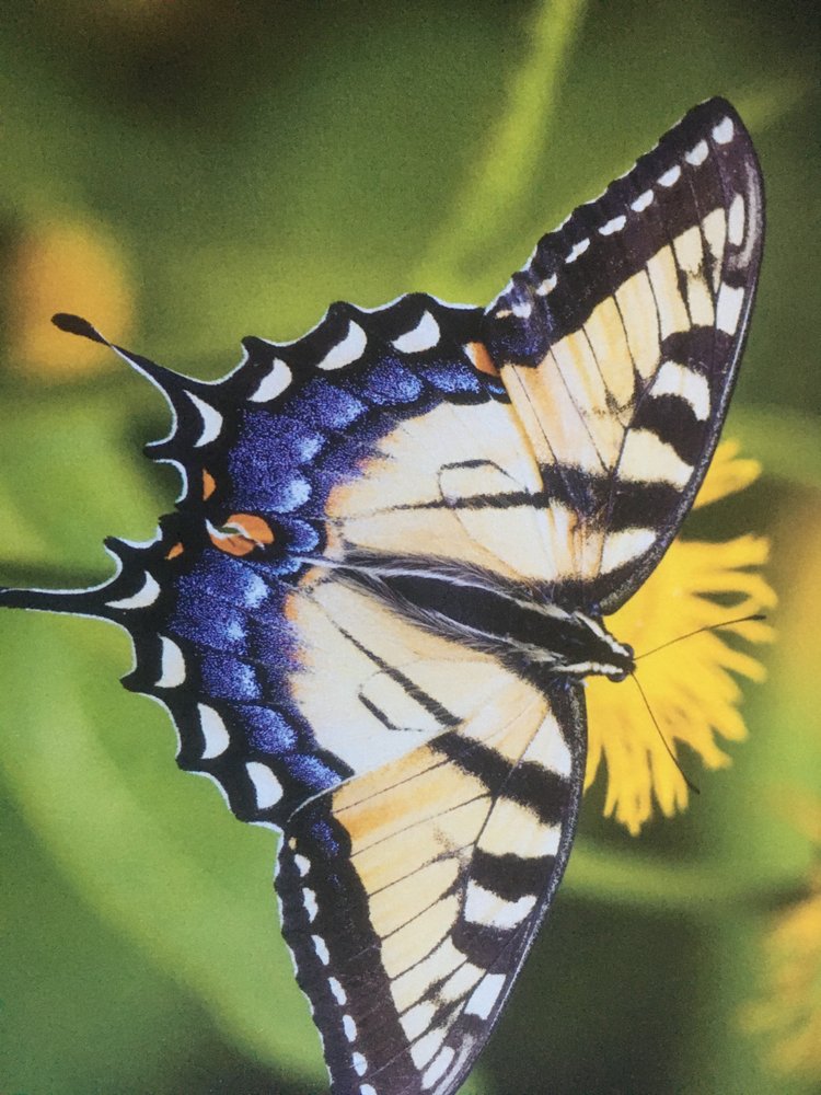 LAS BAULINES NURSERY Updated October 2024 18 Photos & 10 Reviews