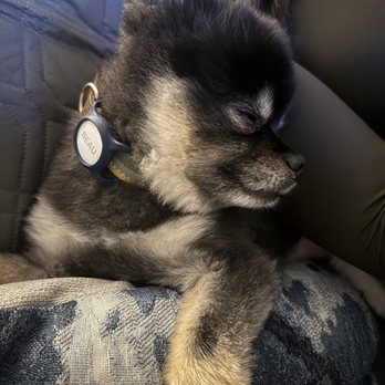 Pawfect Clippings - Beau with his short summer cut. - Pet Groomers Near Me Pawfect Clippings - Beau with his short summer cut. - Pet Groomers Near Me
