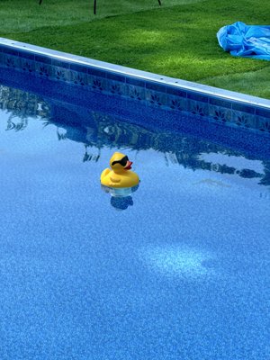 Lucky Duck Pools
