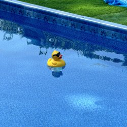 Lucky Duck Pools - Our favorite Lucky duck living his best life in his new in ground pool!