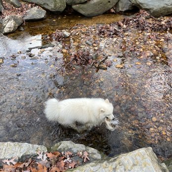 Glencarlyn Dog Park - Winston having fun in the creek - Dog Parks Near Me - Arlington, Virginia Glencarlyn Dog Park - Winston having fun in the creek - Dog Parks Near Me - Arlington, Virginia