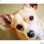Photo of People United For Pets