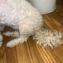 Pamela Loves Pets - Tail and legs covered in urine