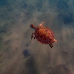 Adventure Mermaid - Green sea turtles swim by giving snorkelers a once-in-a-lifetime experience.