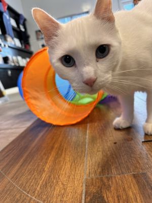 Kitty Cat Cafe and Adoption Lounge Inc by null