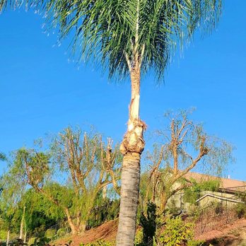 Golden Oak Tree Service - Tree Services Near Me - Sylmar, California Golden Oak Tree Service - Tree Services Near Me - Sylmar, California