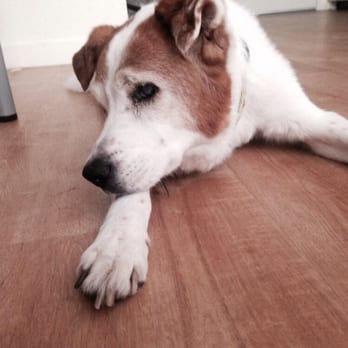 Furr Paws Only - Blind Guy is the sweetest pup! - Pet Sitting Near Me Furr Paws Only - Blind Guy is the sweetest pup! - Pet Sitting Near Me