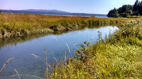 Dosewallips State Park by null