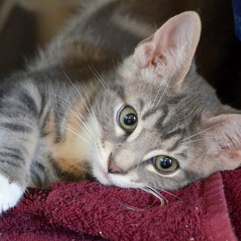 Newberg Animal Shelter - Pet Adoption Near Me - Newberg, Oregon Newberg Animal Shelter - Pet Adoption Near Me - Newberg, Oregon