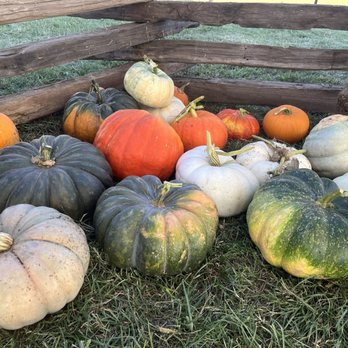 Keema's Pumpkin Farm - CSA Near Me - Elk Grove, California