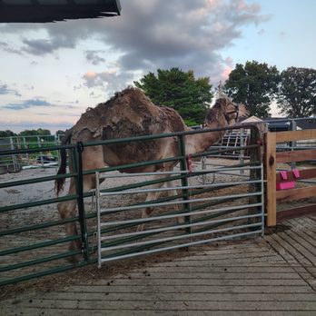 Westbrook Farms - Camel! - Petting Zoos Near Me - Bowling Green, Kentucky Westbrook Farms - Camel! - Petting Zoos Near Me - Bowling Green, Kentucky
