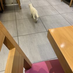 Istanbul Restaurant