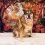 Vanity Fur Pet Spa