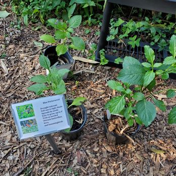 Nehrling Gardens - Botanical Gardens Near Me - Gotha, Florida